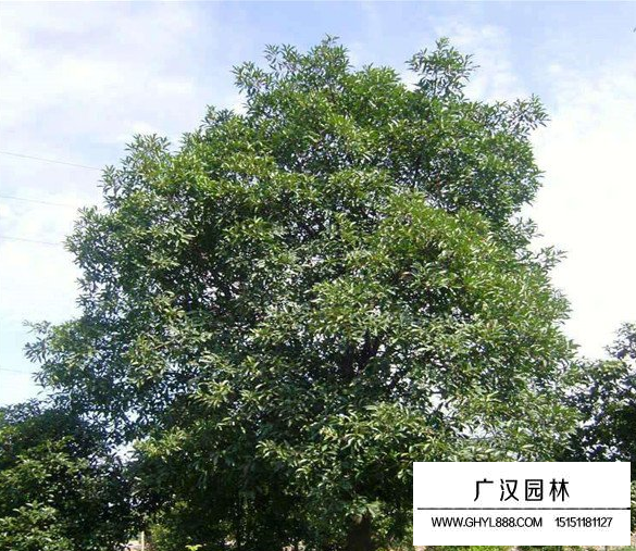 杜英树