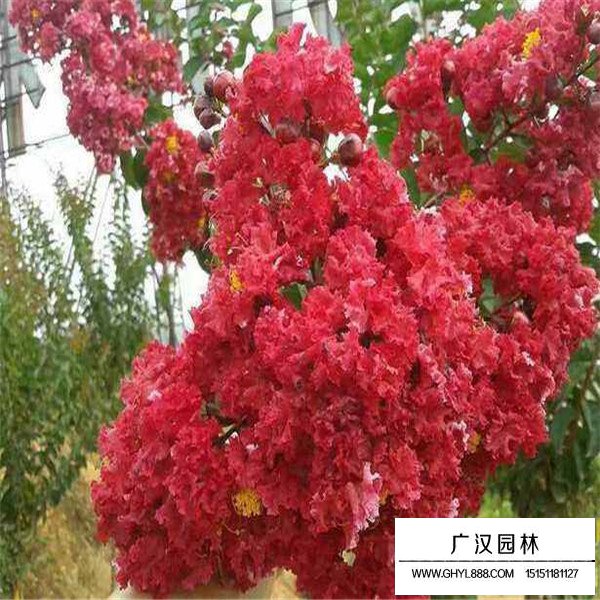 三红紫薇