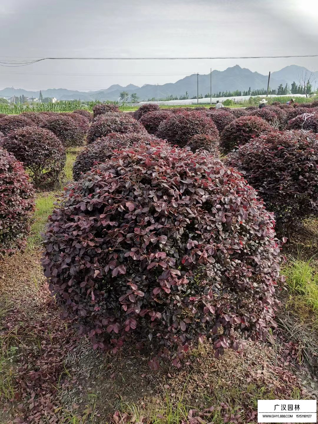 红花继木球