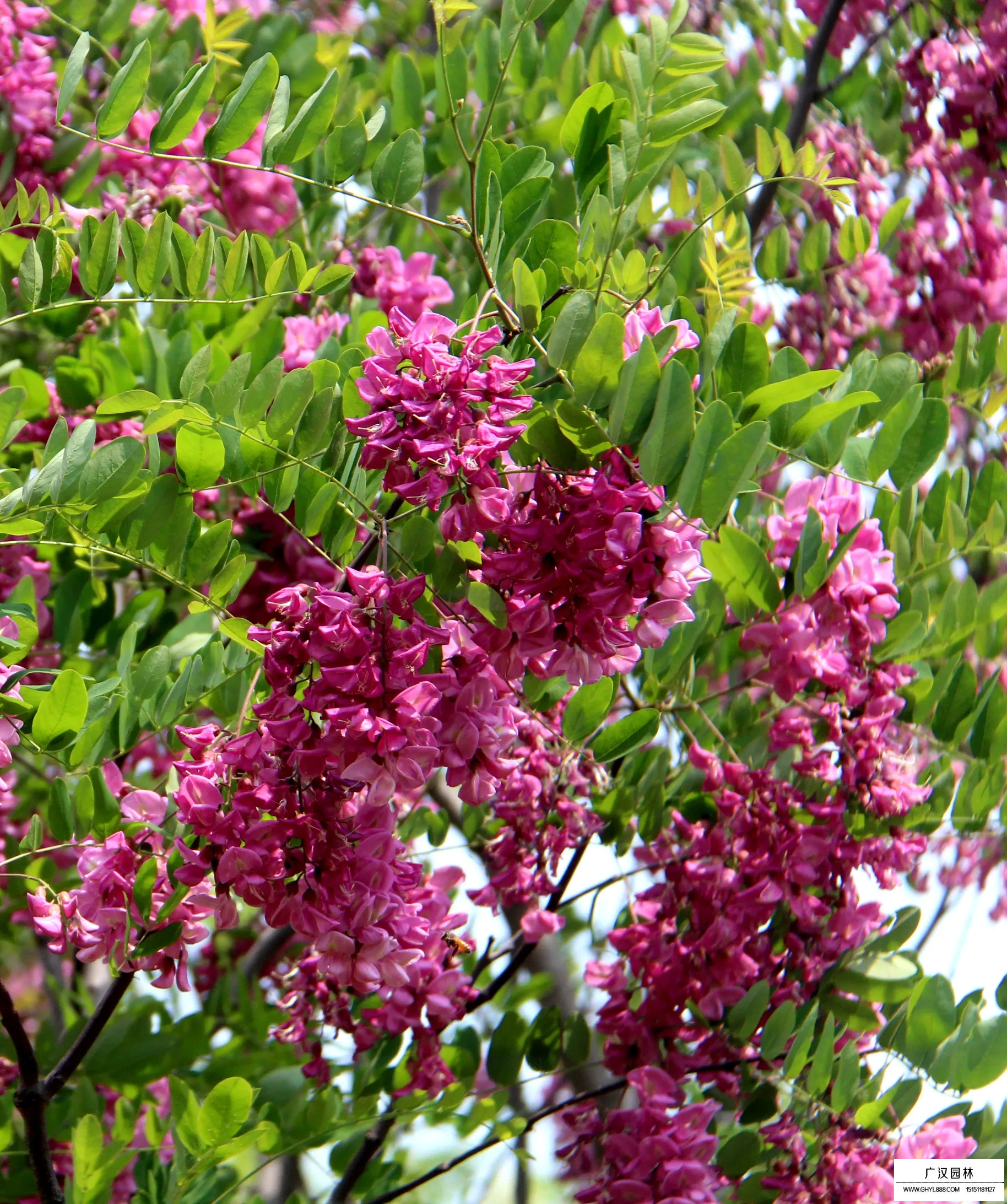 红花槐和香花槐区别