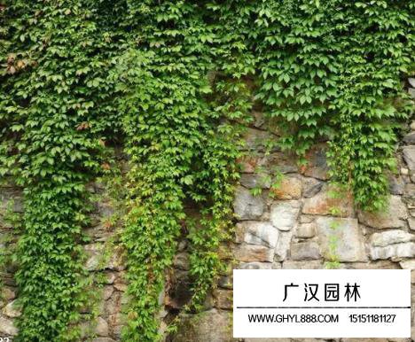 美国爬山虎