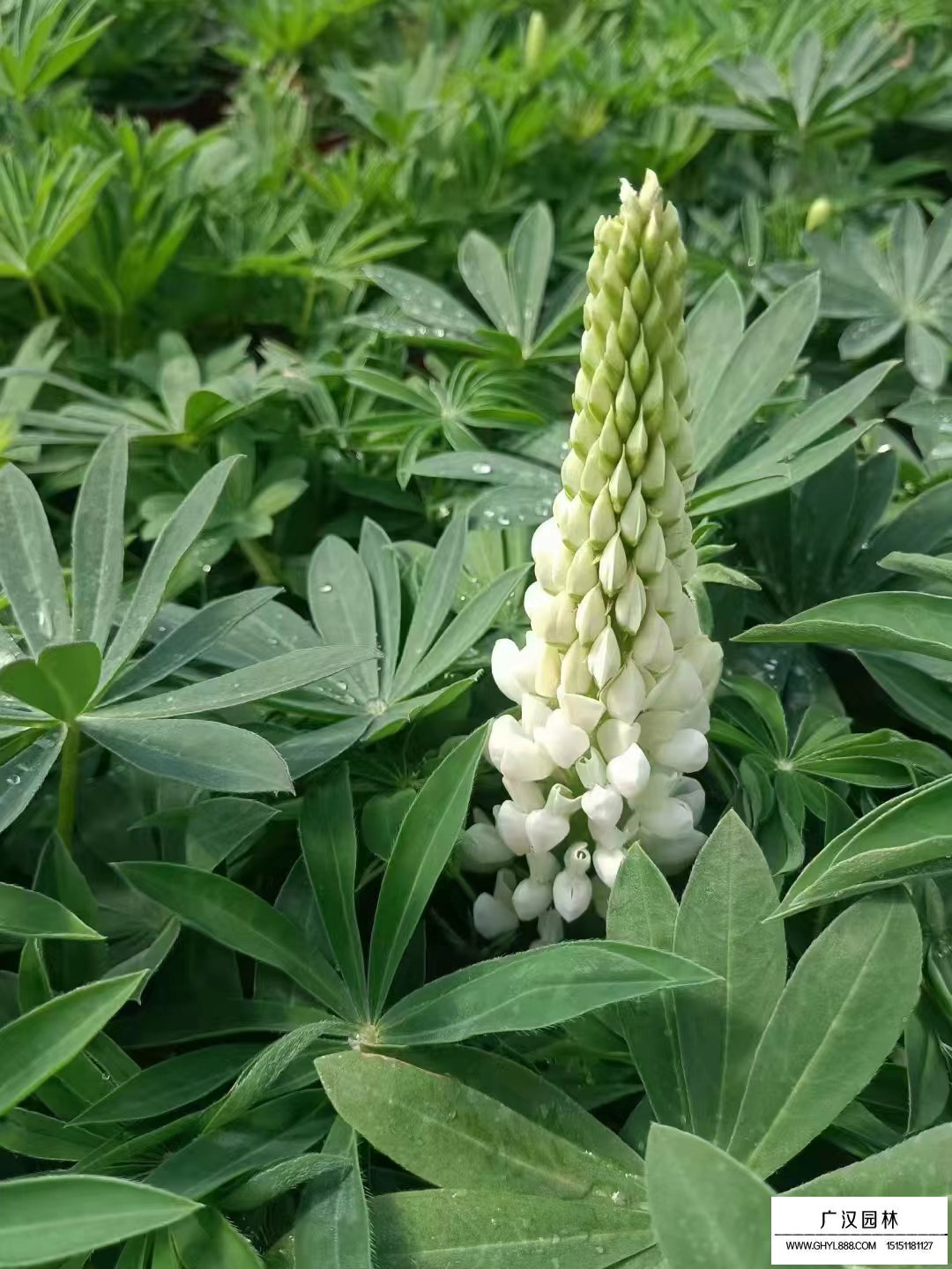 鲁冰花它是属于一年生的草本植物,正常可以生长到七十厘米左右,茎秆的