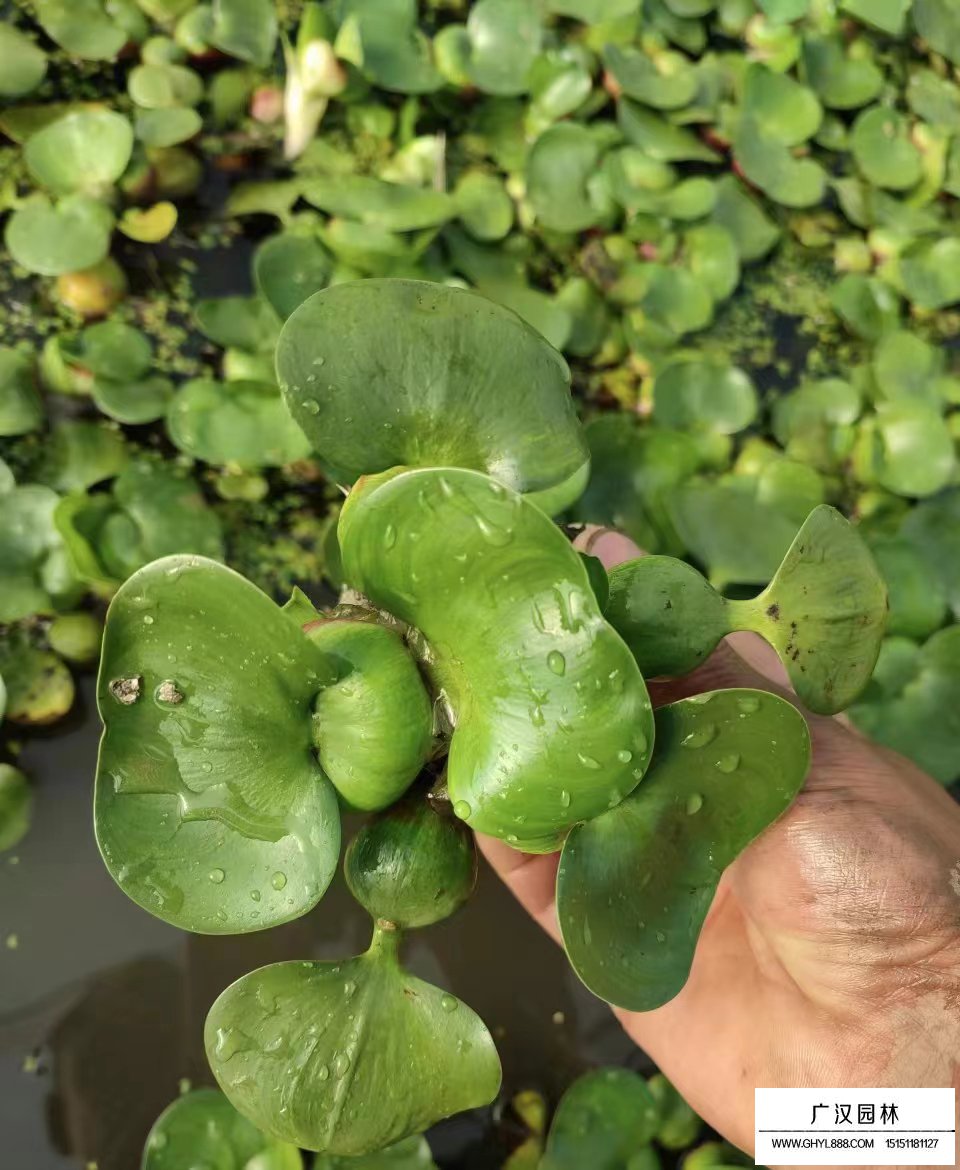 水葫芦