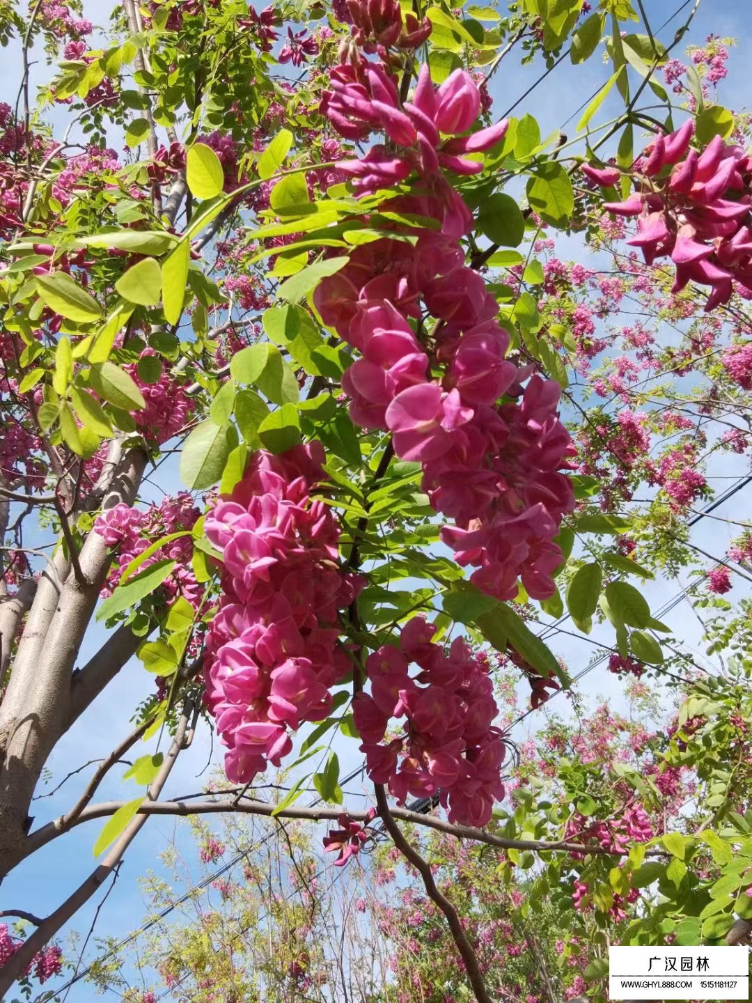 香花槐