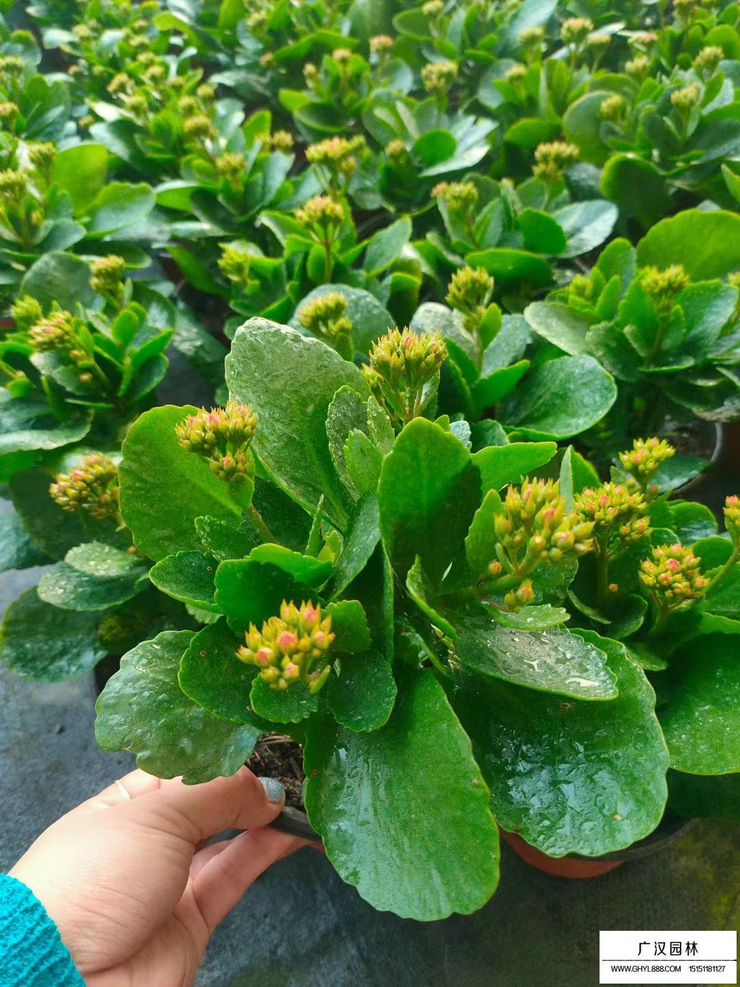 长寿花的养殖方法