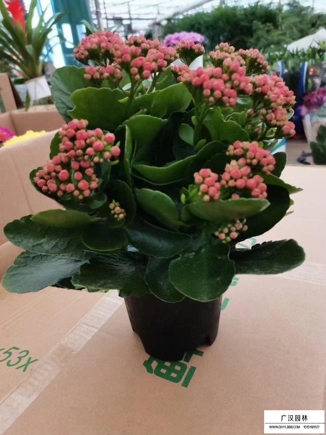 长寿花的养殖方法