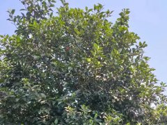 柚子树