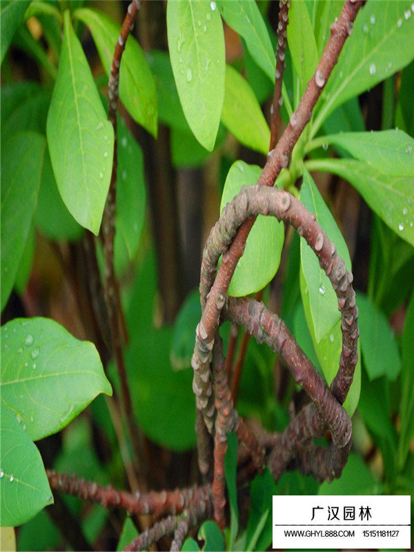 结香花