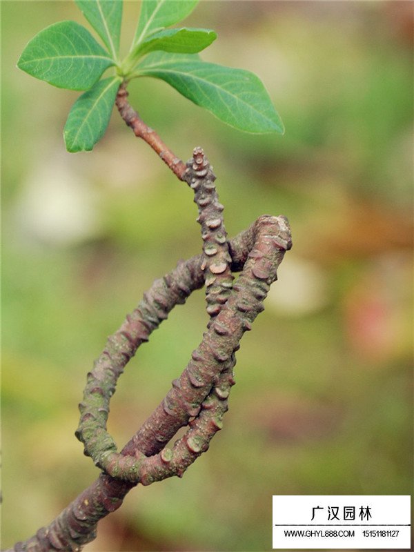 结香花