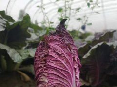 <b>紫白菜种子</b>