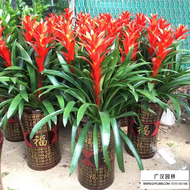 鸿运当头水培养殖方法的简单介绍 隆运
当头水作育

殖方法的简单

先容
（隆运当头是什么意思） 养殖