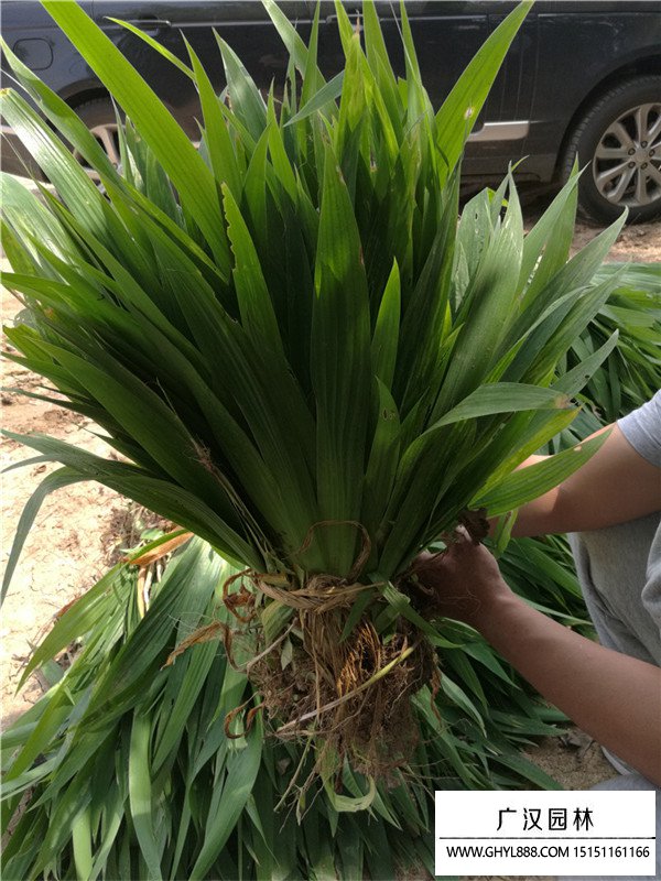 蓝花鸢尾