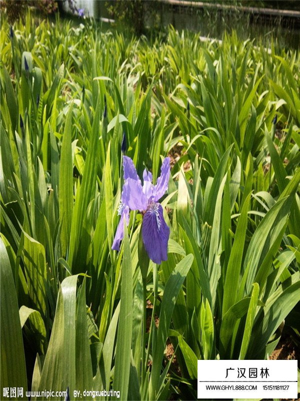 黄花鸢尾