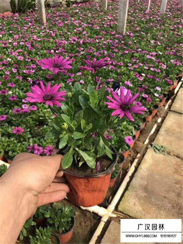 非洲万寿菊