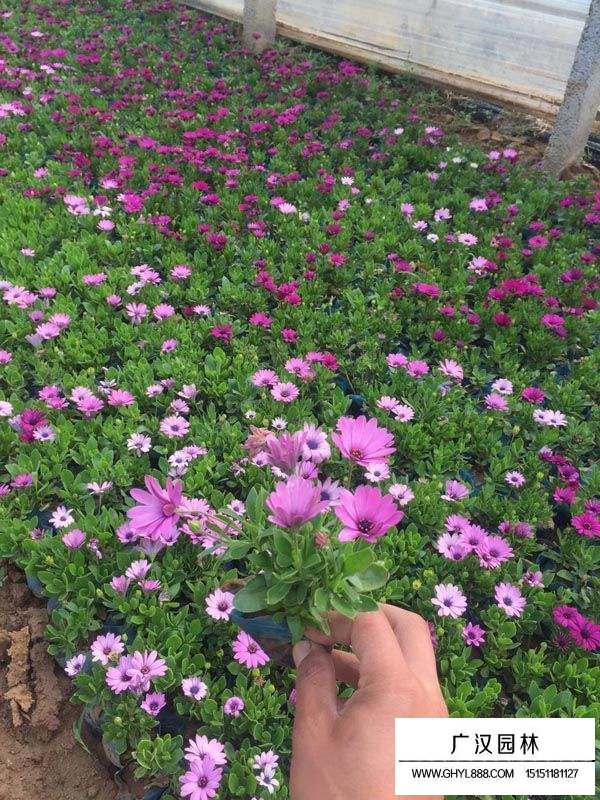 非洲万寿菊