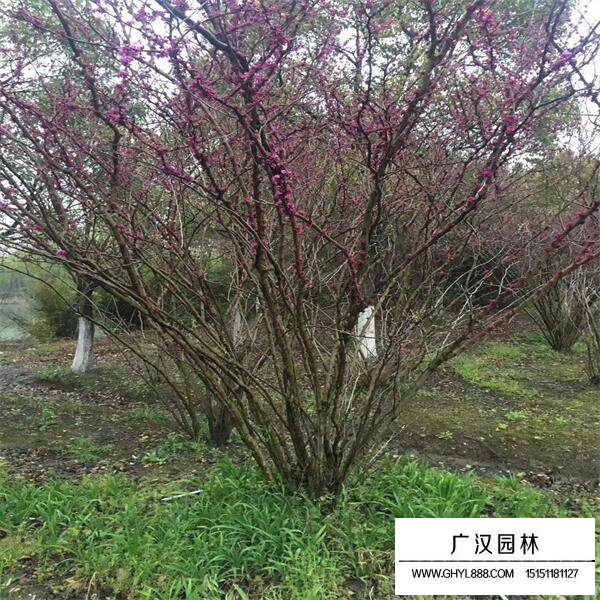丛生紫荆