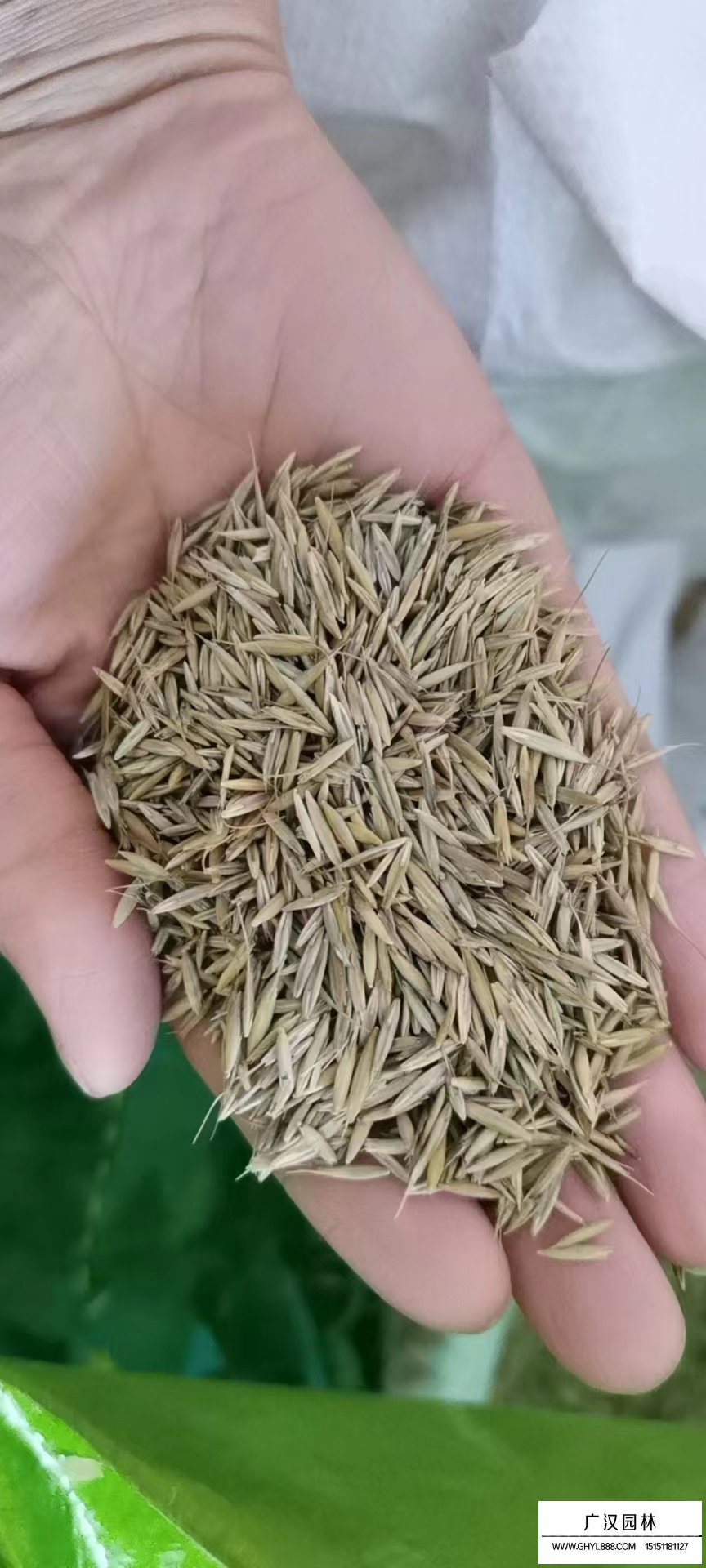 冰草种子