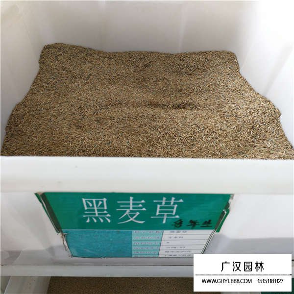 黑麦草种子