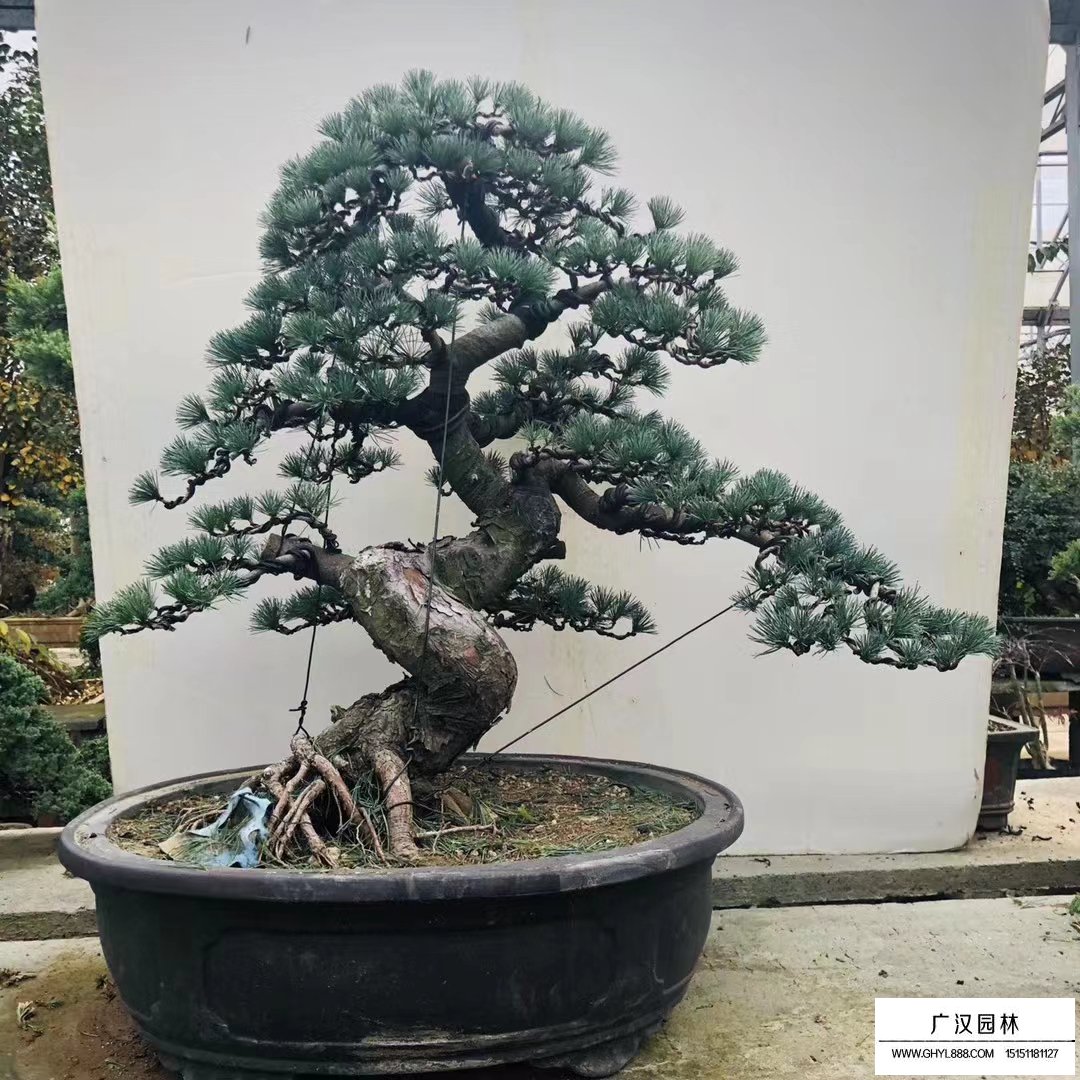 五针松盆景