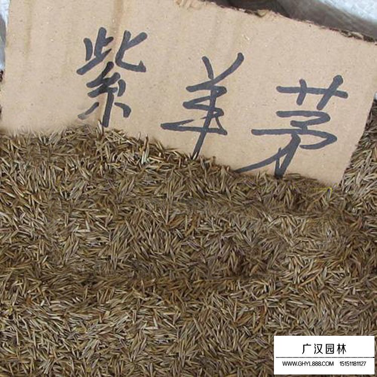 紫羊茅种子