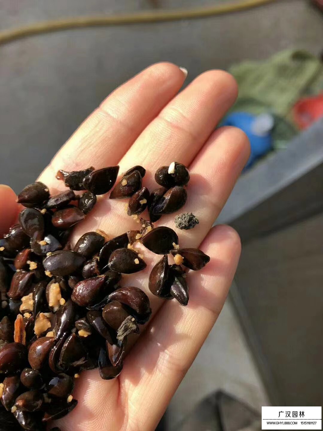 梨树种子
