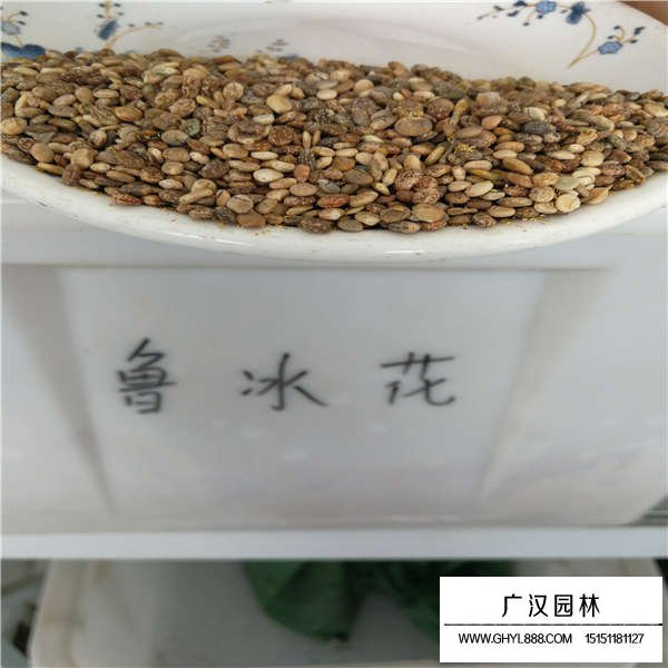 鲁冰花种子