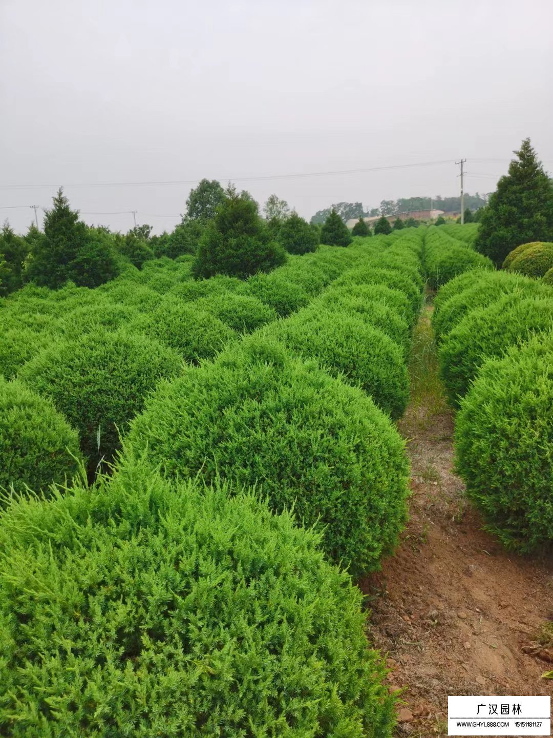 刺柏球