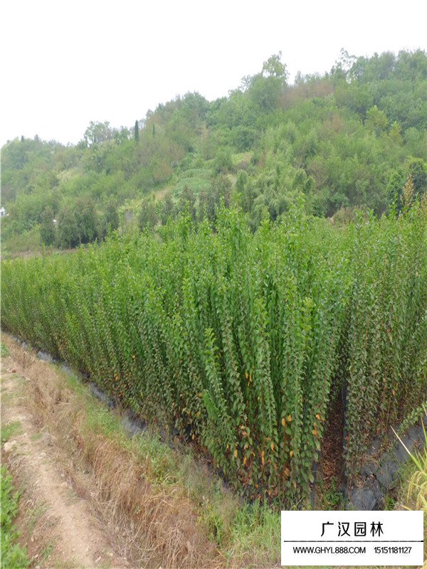 老紫薇小苗