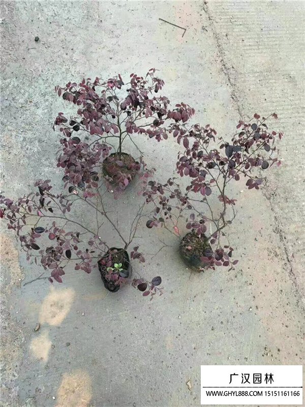 红花继木