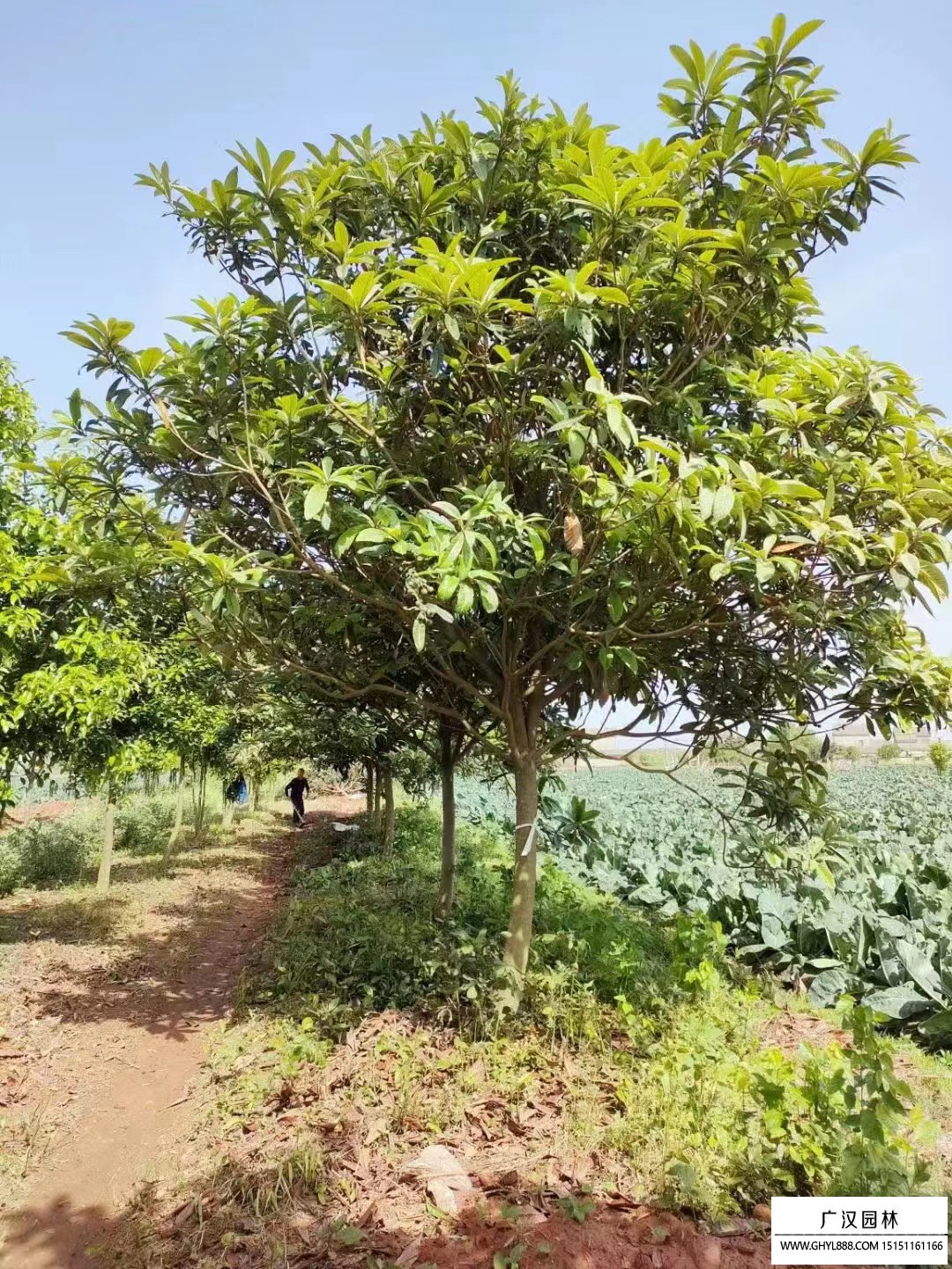 枇杷树的种植与管理