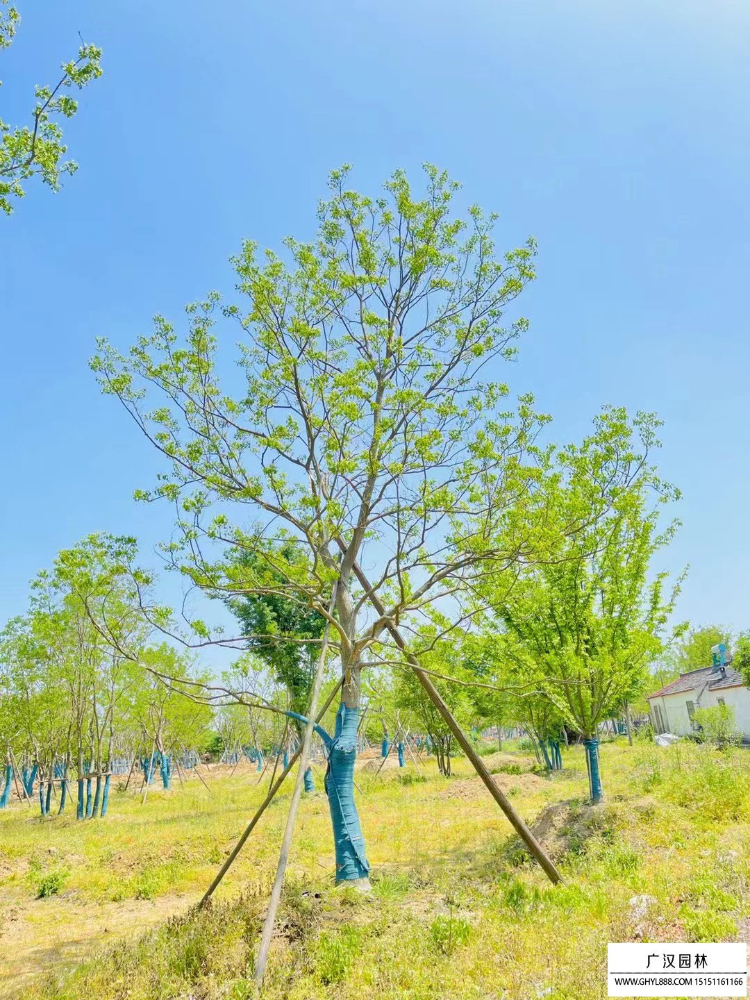 绿色植物