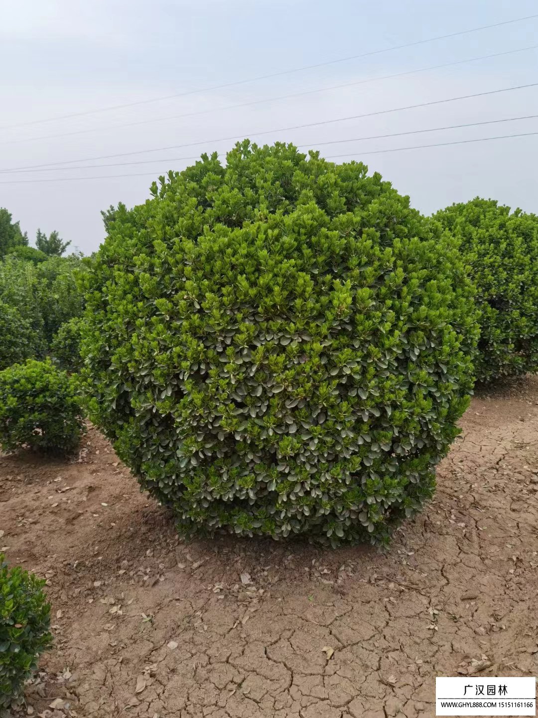 大叶黄杨球是常绿还是落叶_百问百答_沭阳县广汉园林苗木场
