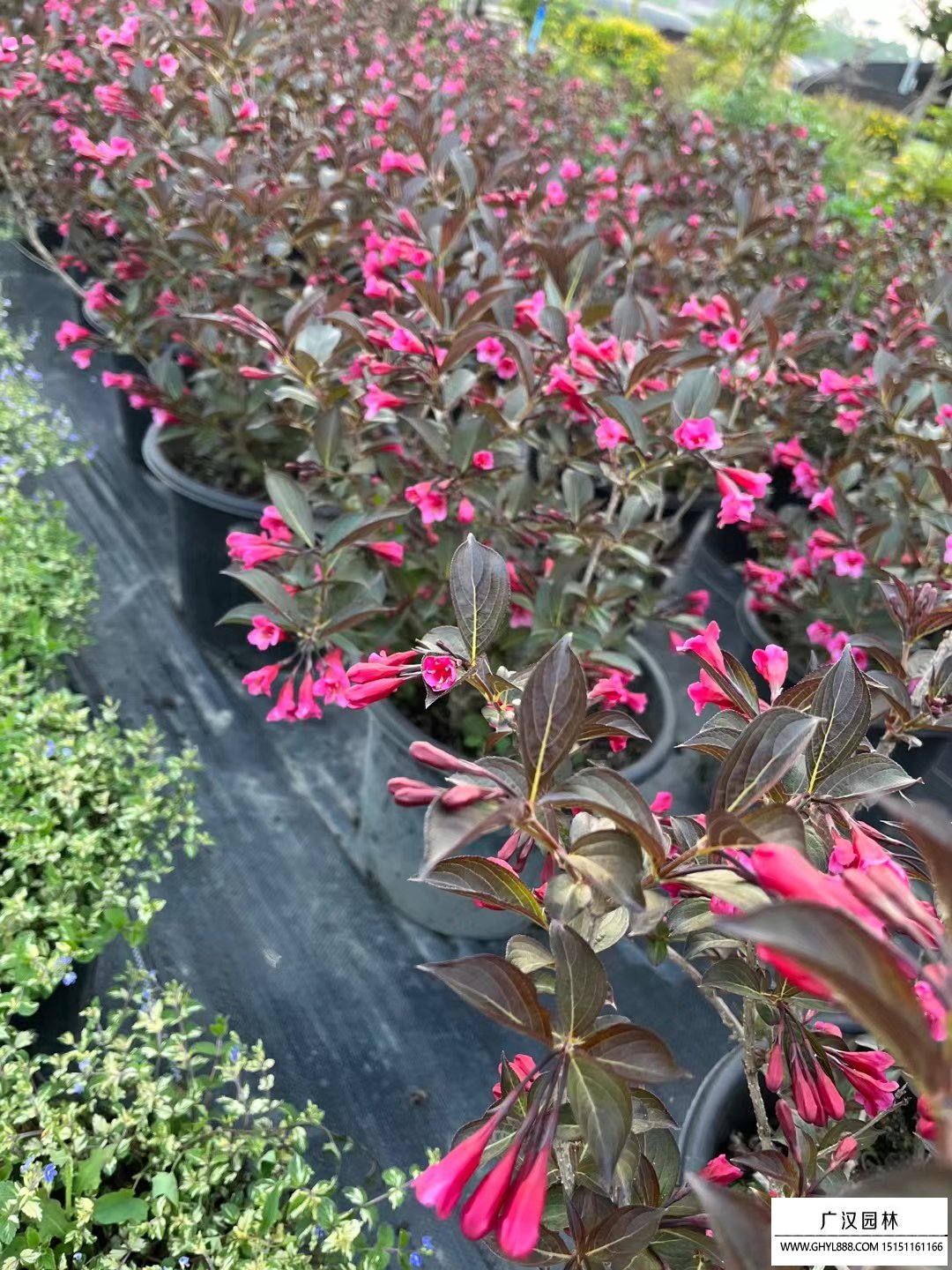 紫叶锦带种植要点_养花知识_沭阳县广汉园林苗木场