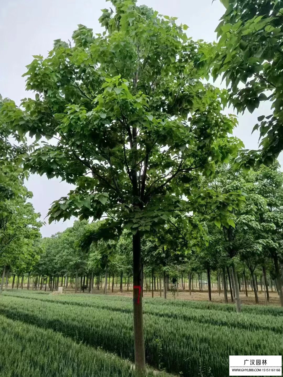 来楸树的市场需求量越来越大,很多楸树种植基地因运而生,主要分布在