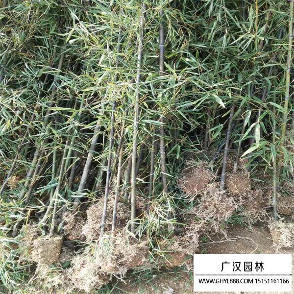 紫竹