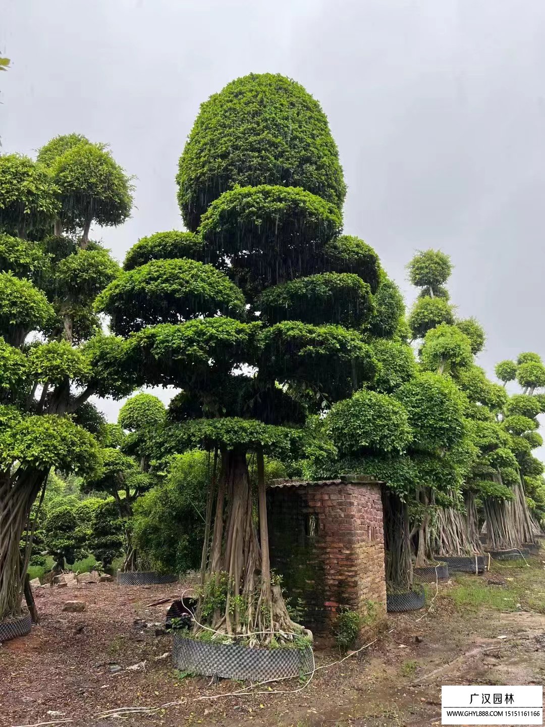 榕树盆景