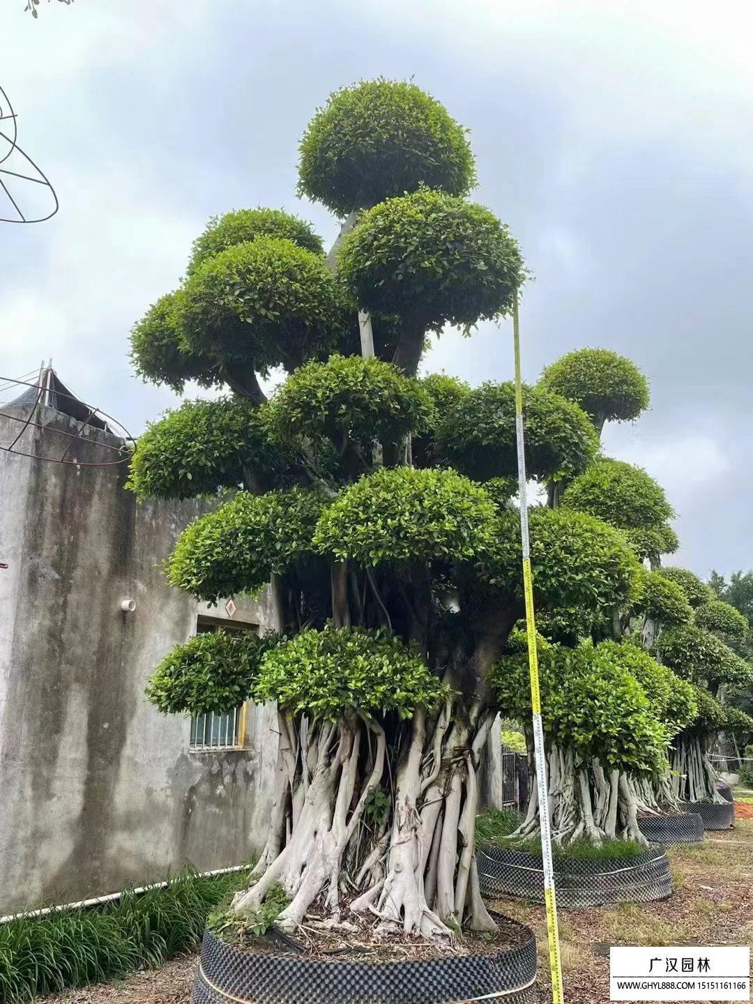 榕树盆景