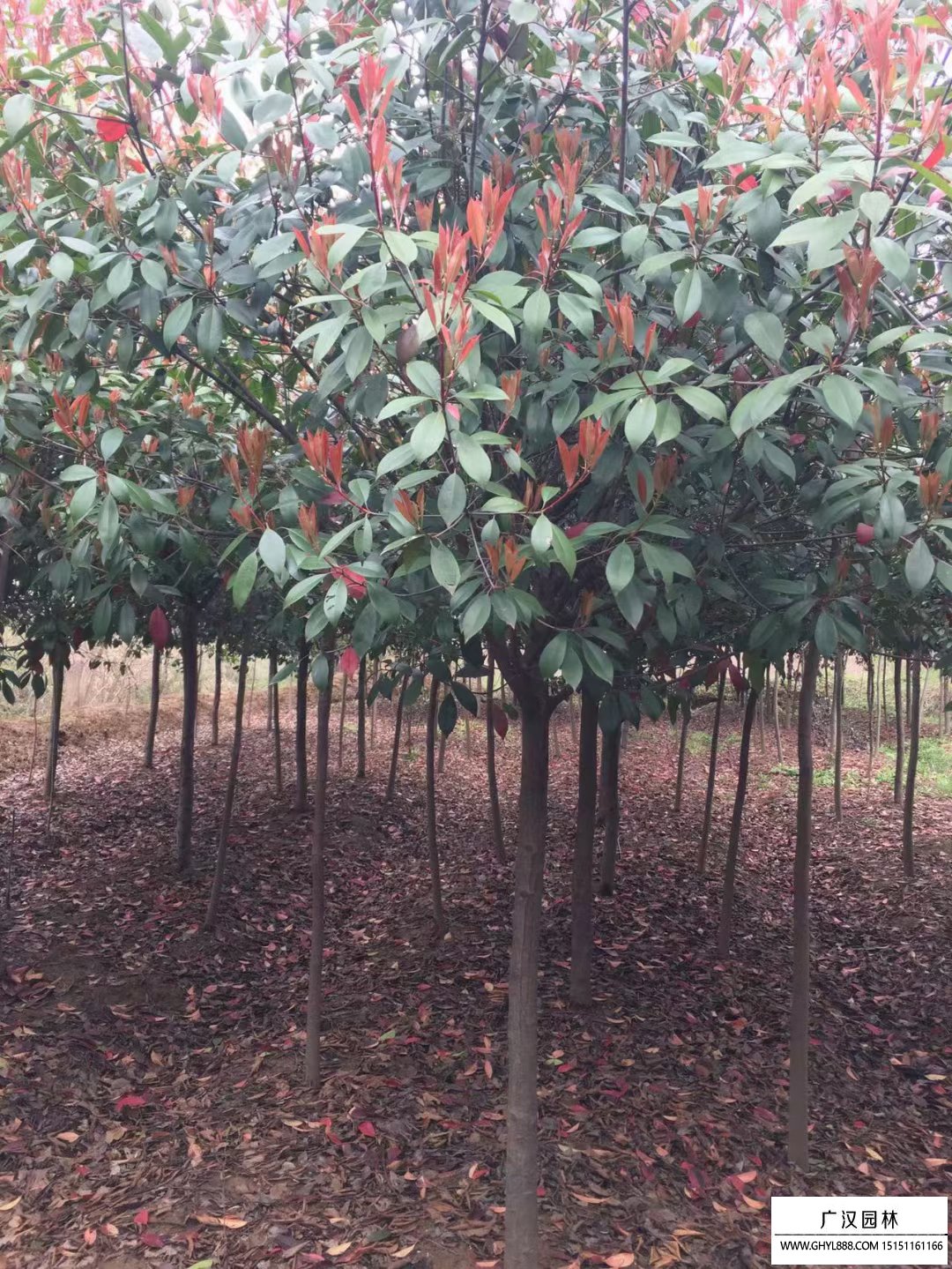 红叶石楠树