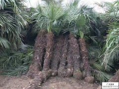 棕榈树和椰子树区别