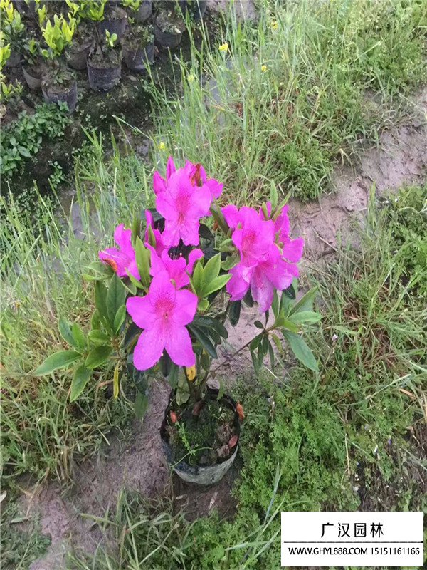 杜鹃花