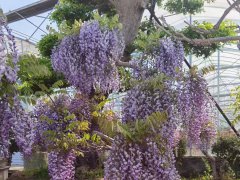 紫藤几月份开花