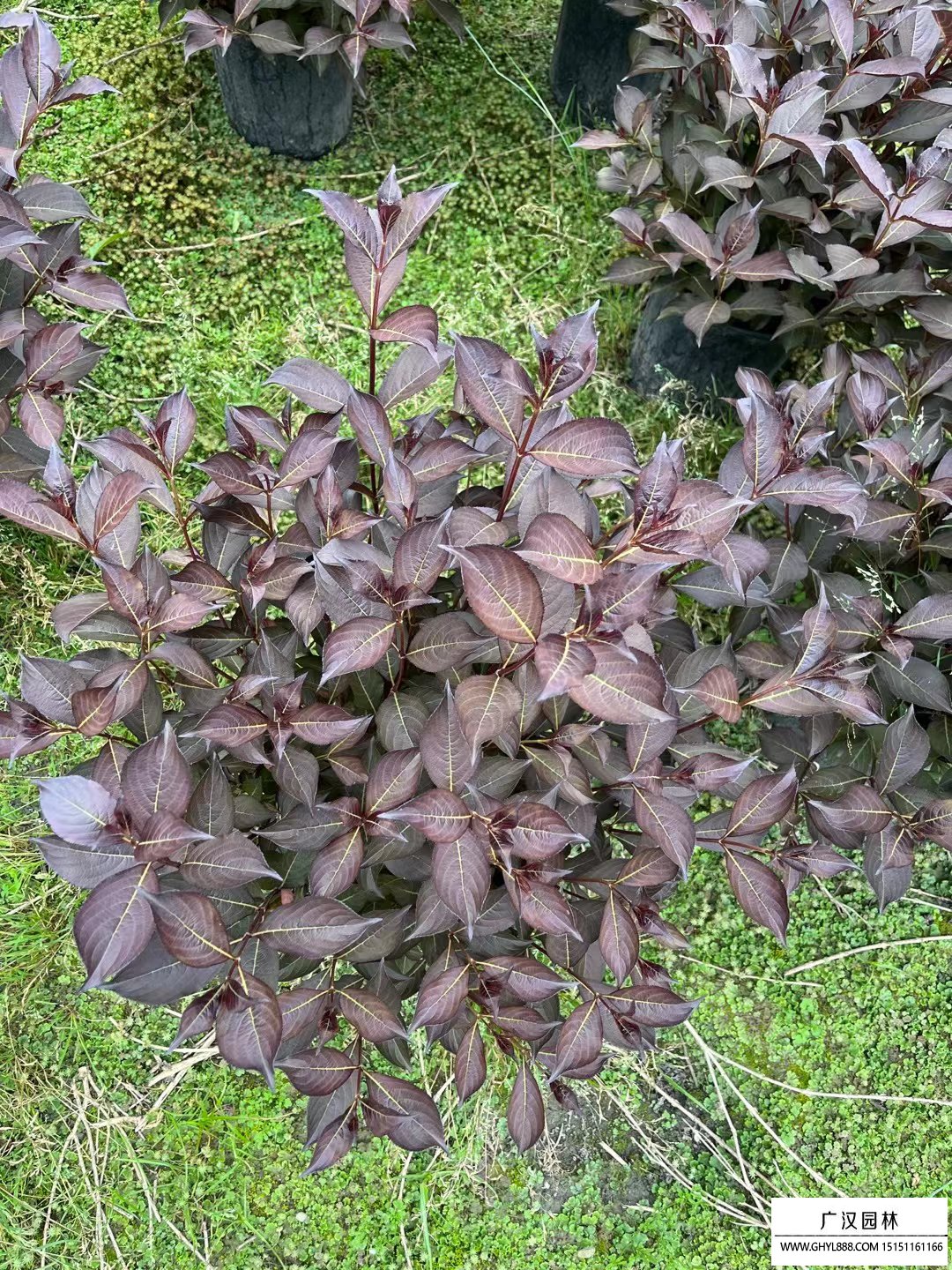 紫叶锦带