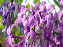 紫丁香花的功效和作用