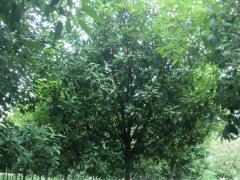 红叶石楠树是常绿还是落叶乔木