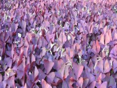 紫叶酢浆草又叫什么