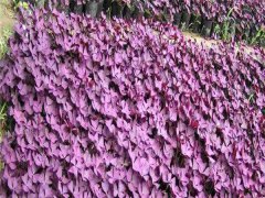 紫叶酢浆草喜阴还是喜阳