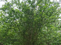 西府海棠是乔木还是灌木？