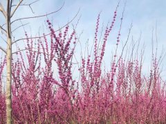 紫荆树树苗在秋天可以有吗价格多少