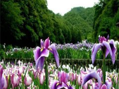 紫花鸢尾是草本植物还是木本植物