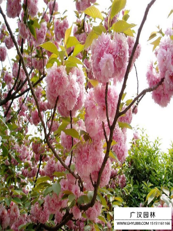 福建山樱花